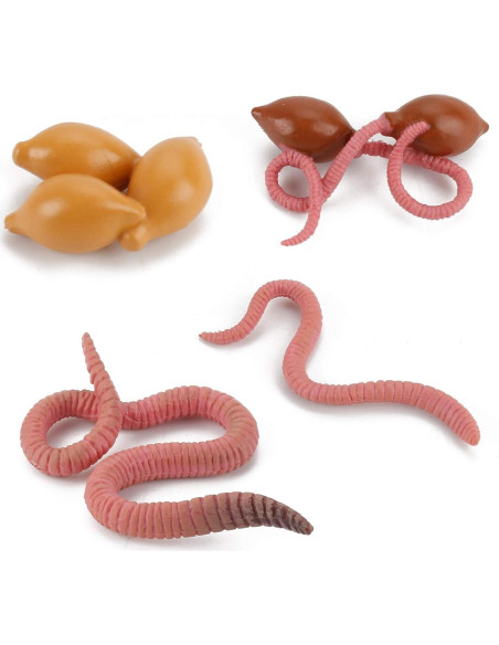 Juego de figuras educativas de ciclo de vida de lombriz - Fantarea Juego de figuras educativas de ciclo de vida de lombriz - Fantarea