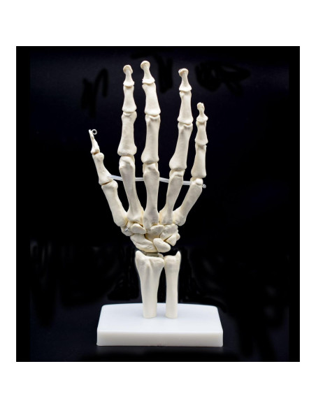 Modelo Esqueleto Mano Humana Articulado XINDAM Tamaño Real Modelo Esqueleto Mano Humana Articulado XINDAM Tamaño Real