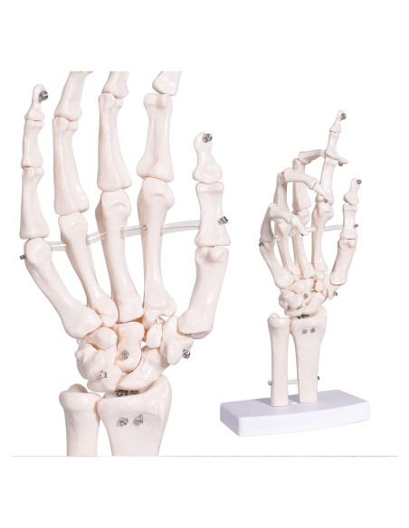 Modelo Esqueleto Mano Derecha Anatomía Huesos Médico 25cm Modelo Esqueleto Mano Derecha Anatomía Huesos Médico 25cm