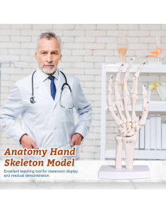 Modelo Esqueleto Mano Derecha Anatomía Huesos Médico 25cm 2