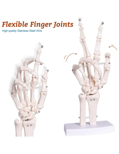 Modelo Esqueleto Mano Derecha Anatomía Huesos Médico 25cm Modelo Esqueleto Mano Derecha Anatomía Huesos Médico 25cm