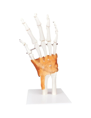 Modelo de Mano Anatómica Biocreaphil 1:1 con Ligamentos
