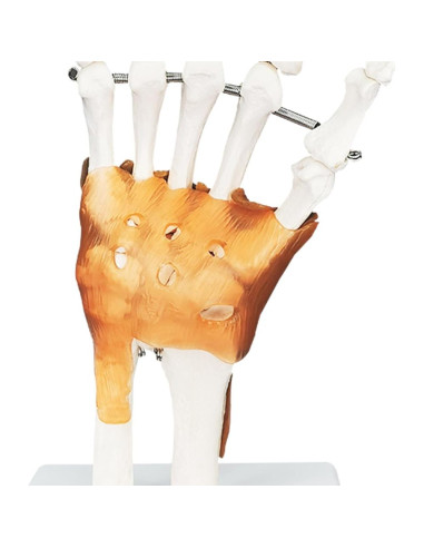 Modelo de Mano Anatómica Biocreaphil 1:1 con Ligamentos