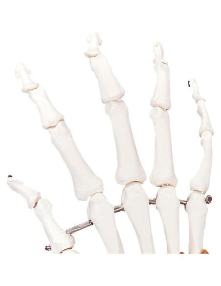 Modelo de Mano Anatómica Biocreaphil 1:1 con Ligamentos Modelo de Mano Anatómica Biocreaphil 1:1 con Ligamentos