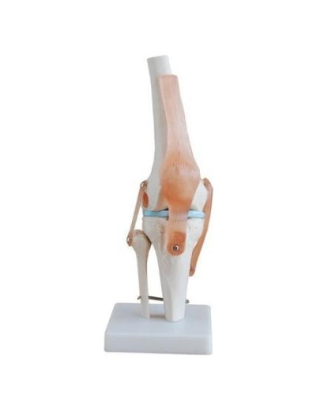 Modelo de Simulación de Rodilla Tdou 1:1 Anatomía Médica Modelo de Simulación de Rodilla Tdou 1:1 Anatomía Médica