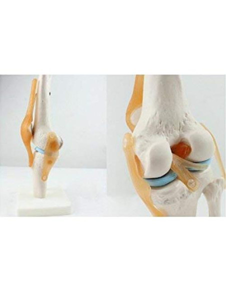 Modelo de Simulación de Rodilla Tdou 1:1 Anatomía Médica Modelo de Simulación de Rodilla Tdou 1:1 Anatomía Médica