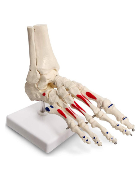 Modelo de Pie y Tobillo Humano Evotech Scientific Articulado Modelo de Pie y Tobillo Humano Evotech Scientific Articulado