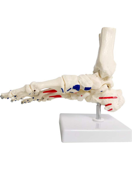 Modelo de Pie y Tobillo Humano Evotech Scientific Articulado Modelo de Pie y Tobillo Humano Evotech Scientific Articulado