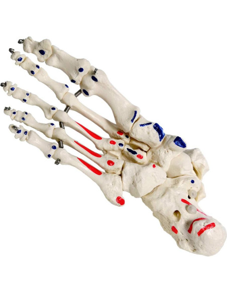 Modelo de Pie y Tobillo Humano Evotech Scientific Articulado Modelo de Pie y Tobillo Humano Evotech Scientific Articulado