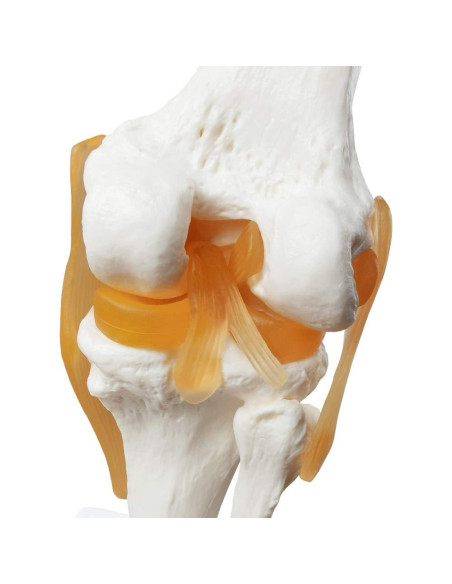 Modelo Articulación Rodilla Humana EVOTECH 11.5x31.5cm Modelo Articulación Rodilla Humana EVOTECH 11.5x31.5cm