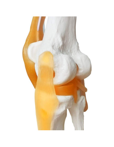 Modelo Articulación Rodilla Humana EVOTECH 11.5x31.5cm