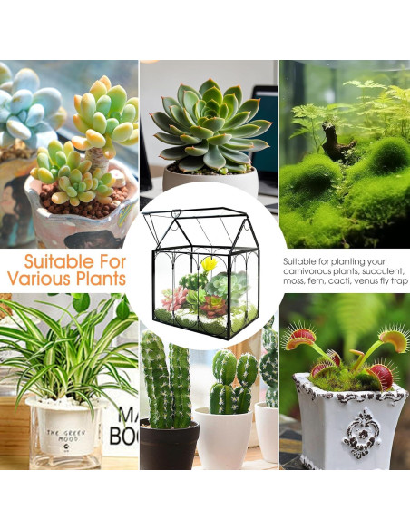 Terrario de Plantas de Vidrio RIFNY 18x12x22 cm con Tapa Terrario de Plantas de Vidrio RIFNY 18x12x22 cm con Tapa