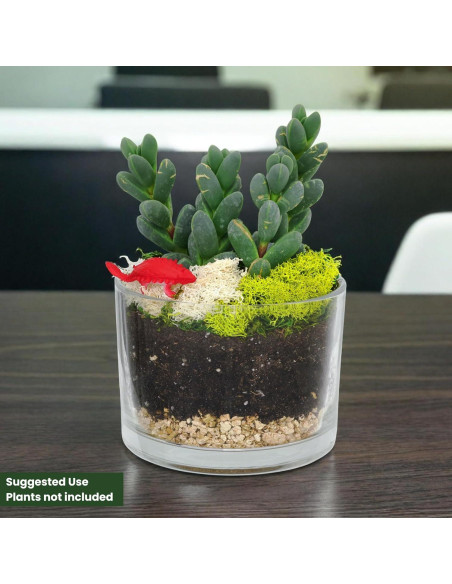 Kit de Terrario de Vidrio Cute Farms - 2 Cilindros 10.16 cm Kit de Terrario de Vidrio Cute Farms - 2 Cilindros 10.16 cm