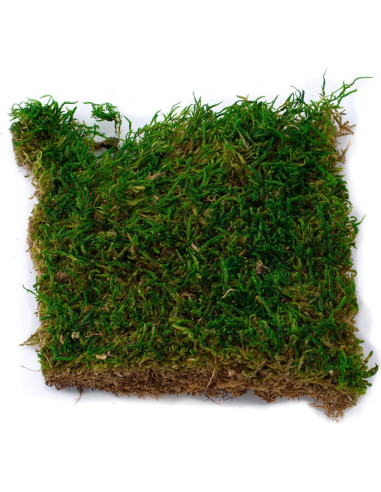 Kit de Terrario Suculentas TerraGreen - Tierra Premium 22cm
