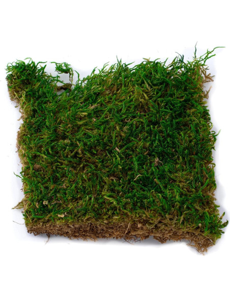 Kit de Terrario Suculentas TerraGreen - Tierra Premium 22cm Kit de Terrario Suculentas TerraGreen - Tierra Premium 22cm
