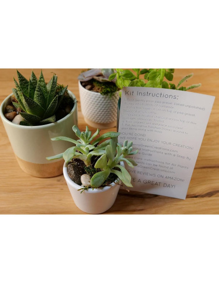 Kit de Terrario Suculentas TerraGreen - Tierra Premium 22cm Kit de Terrario Suculentas TerraGreen - Tierra Premium 22cm