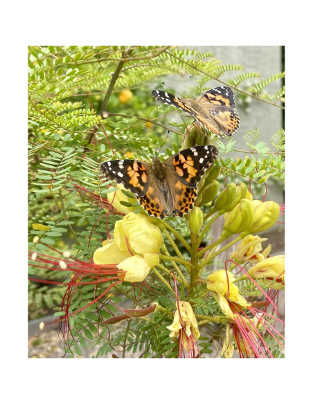 Kit de Mariposas Insect Lore | Mini Hábitat 20.32 cm | 5 Orugas Vivas Kit de Mariposas Insect Lore | Mini Hábitat 20.32 cm | 5 Orugas Vivas