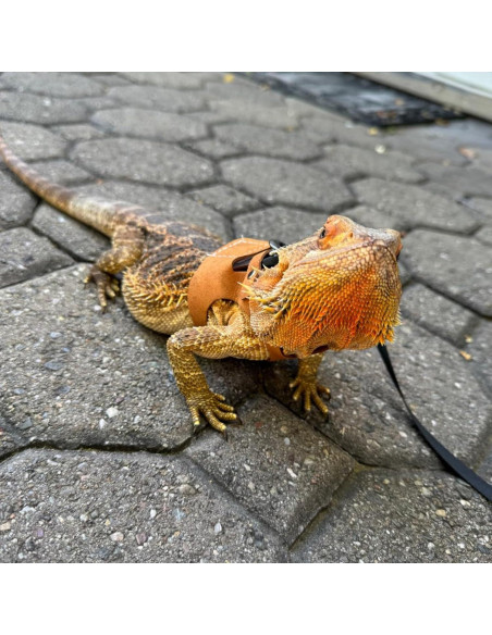 Juego de Arnés y Correa Ajustable KEECAO para Dragón Barbudo Juego de Arnés y Correa Ajustable KEECAO para Dragón Barbudo