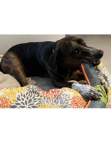 Juguete para Perros Boomerang Glory To Dog Grande