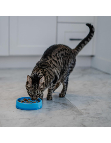 Tazón de Alimentación Lenta para Gatos Outward Hound Azul