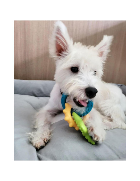 Kit de Inicio para Cachorros Nylabone - 6 Juguetes y Golosina Kit de Inicio para Cachorros Nylabone - 6 Juguetes y Golosina