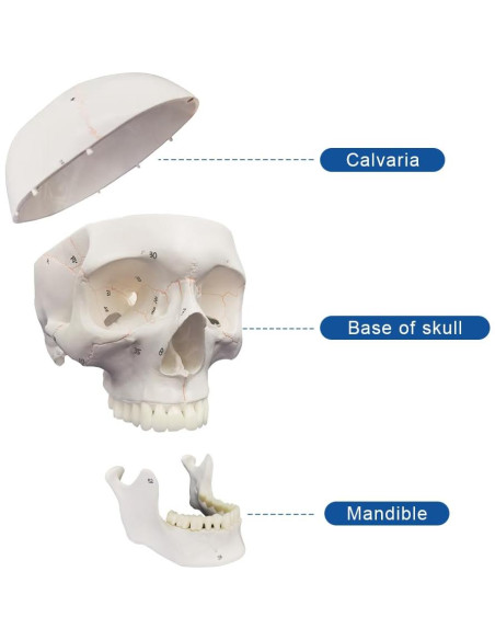 Modelo de Anatomía del Cráneo Grande Biadahirea - Realista y Removible Modelo de Anatomía del Cráneo Grande Biadahirea - Realista y Removible