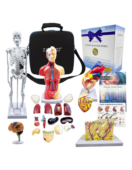 Juego de Modelos de Anatomía Humana ZAPAXO 5 en 1 con Bolsa Juego de Modelos de Anatomía Humana ZAPAXO 5 en 1 con Bolsa
