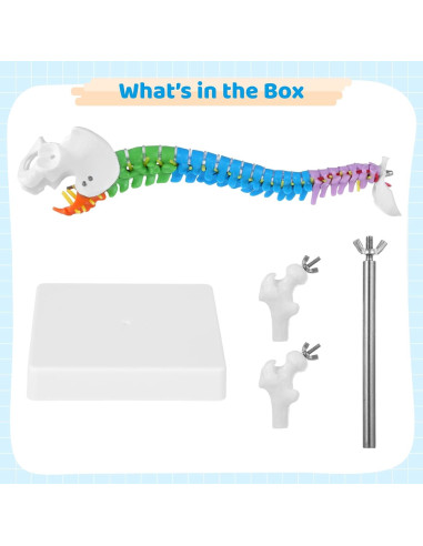 Modelo de Columna Vertebral Flexible YHomU 44.96 cm Colorido