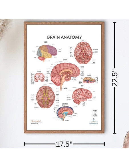 Póster de Anatomía del Cerebro Humano Laminado 43.9x57.2cm Póster de Anatomía del Cerebro Humano Laminado 43.9x57.2cm