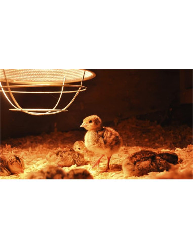 Bombilla de Calor Infrarroja PAR38 100W BONGBADA E26 Transparente