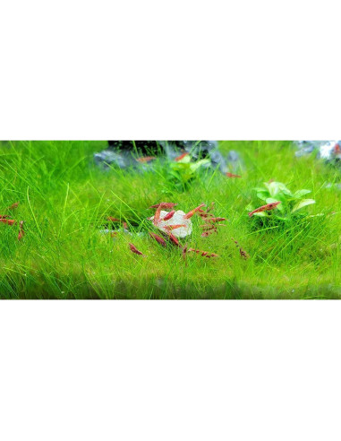 Alimento en Discos de Calcio Aquatic Foods 70.9g para Camarones y Peces