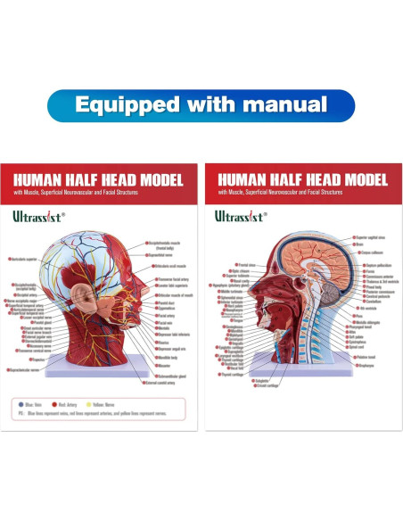 Modelo de Cabeza Humana Anatómica Ultrassist 1:1 con Diagrama Modelo de Cabeza Humana Anatómica Ultrassist 1:1 con Diagrama