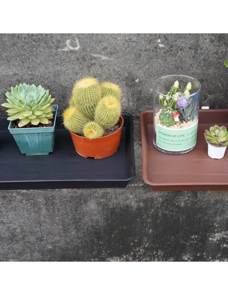 Bandeja de Cultivo VUWEZ Rectangular 28x19.3 cm para Plantas Bandeja de Cultivo VUWEZ Rectangular 28x19.3 cm para Plantas