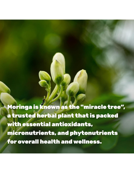 Cápsulas de Moringa Oleifera 9000mg Deal Supplement 240 Unidades Cápsulas de Moringa Oleifera 9000mg Deal Supplement 240 Unidades