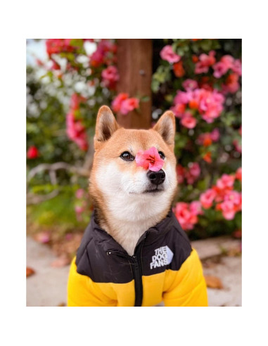 Abrigo ChoChoCho para Perros XL Amarillo - Invierno Cálido