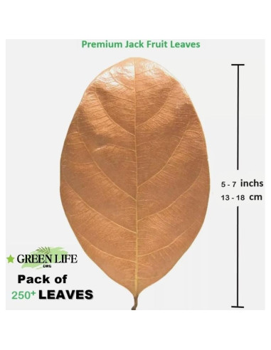 Hojas de Jackfruit Premium GREENLIFE 250 Unidades para Acuario