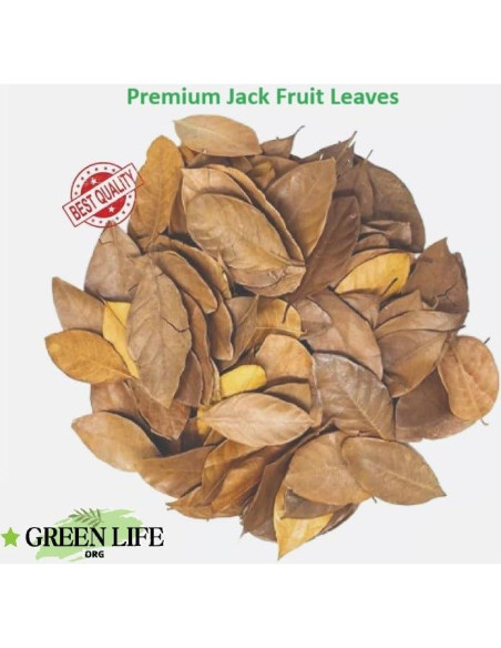 Hojas de Jackfruit Premium GREENLIFE 250 Unidades para Acuario Hojas de Jackfruit Premium GREENLIFE 250 Unidades para Acuario