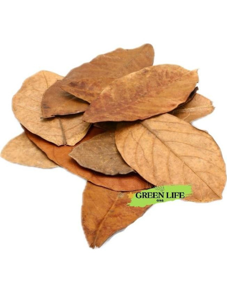 Hojas de Jackfruit Premium GREENLIFE 250 Unidades para Acuario Hojas de Jackfruit Premium GREENLIFE 250 Unidades para Acuario