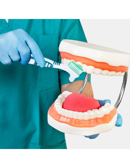 Juego de 2 Cepillos de Limpieza de Dentaduras YUXIANLB Juego de 2 Cepillos de Limpieza de Dentaduras YUXIANLB