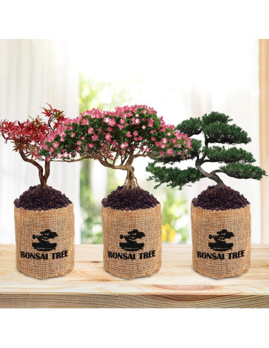 Kit de Jardín Bonsai Sproutix - 5 Semillas de Árboles