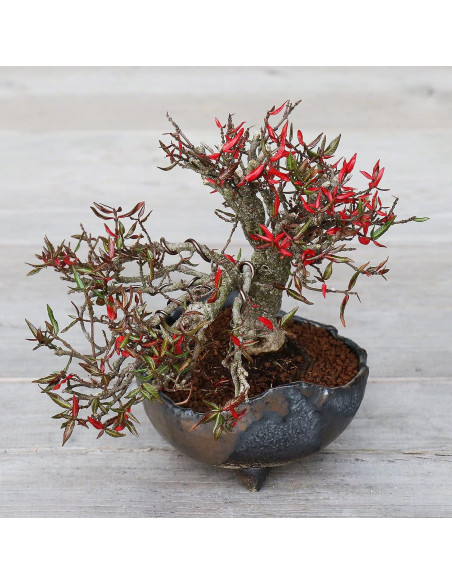 Maceta Bonsai Wazakura 120 mm Cerámica Japonesa Negra Maceta Bonsai Wazakura 120 mm Cerámica Japonesa Negra