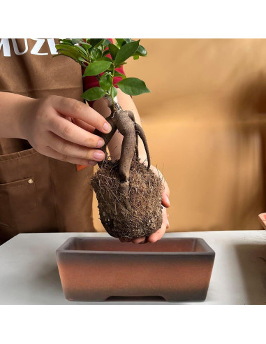 Maceta Rectangular MUZHI 2 Piezas Cerámica Drenaje 17.8cm